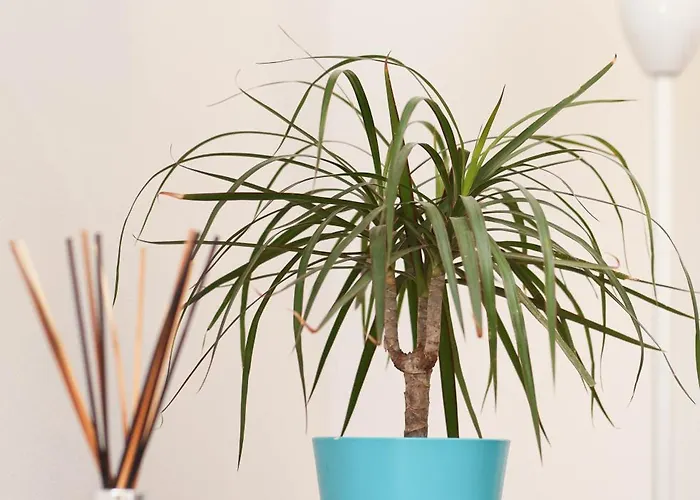 Apartamento Ellena *